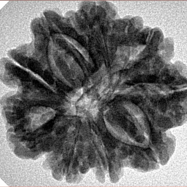 9 Mukhi Rudraksha 26.9mm 5.24gm - Inverse xray