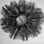 9 Mukhi Rudraksha 25.2mm 5.63gm - Inverse xray