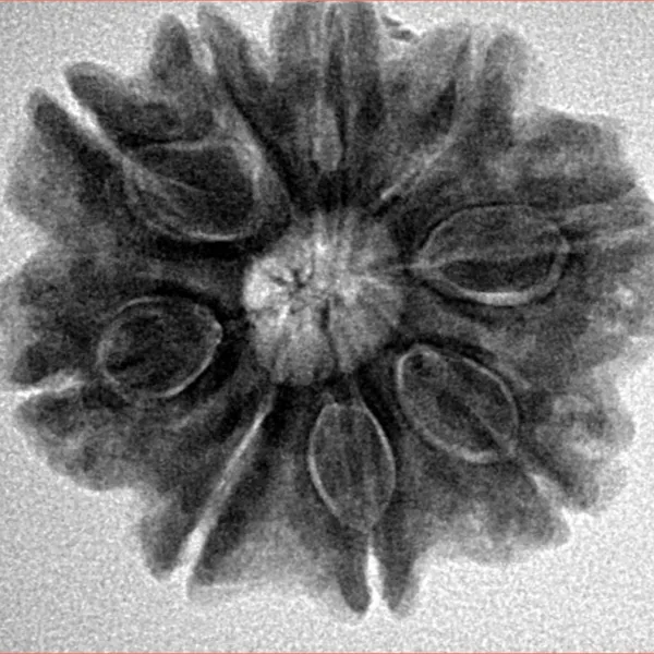 9 Mukhi Rudraksha 25.2mm 5.63gm - Inverse xray