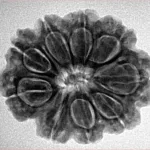 9 Mukhi Rudraksha 26.5mm 5gm - Inverse xray