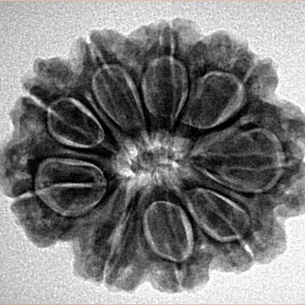 9 Mukhi Rudraksha 26.5mm 5gm - Inverse xray