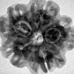 1MK(Underdeveloped) 24.2mm 4.29gm - Inverse xray