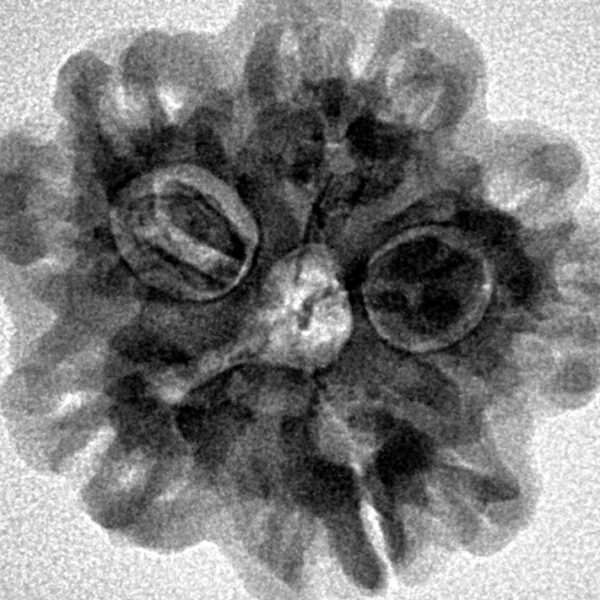 1MK(Underdeveloped) 24.2mm 4.29gm - Inverse xray