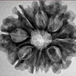 9 Mukhi Rudraksha 25.3mm 3.89gm - Inverse xray