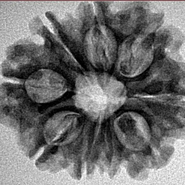 9 Mukhi Rudraksha 25.3mm 3.89gm - Inverse xray