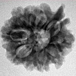 10 Mukhi Ganesh 23.4mm 3.42gm - Inverse xray