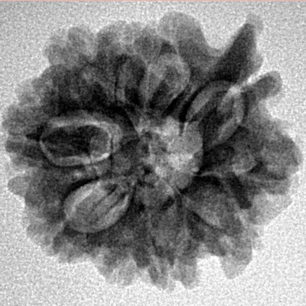 10 Mukhi Ganesh 23.4mm 3.42gm - Inverse xray