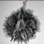 10 Mukhi Ganesh 22.2mm 3.31gm - Inverse xray