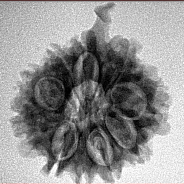 10 Mukhi Ganesh 22.2mm 3.31gm - Inverse xray