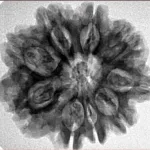 9 Mukhi Rudraksha 26.8mm 4.93gm - Inverse xray