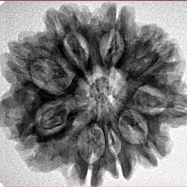 9 Mukhi Rudraksha 26.8mm 4.93gm - Inverse xray