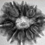 9 Mukhi Rudraksha 25.5mm 4.33gm - Inverse xray