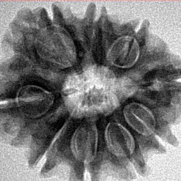 9 Mukhi Rudraksha 25.5mm 4.33gm - Inverse xray