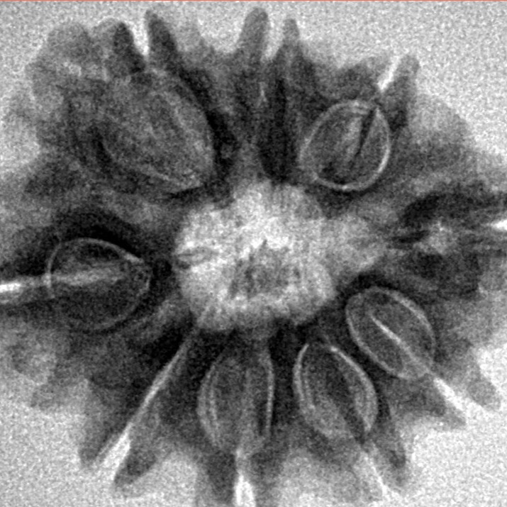 9 Mukhi Rudraksha 25.5mm 4.33gm - Inverse xray