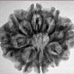 9 Mukhi Rudraksha 26mm 4.08gm - Inverse xray