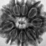 9 Mukhi Rudraksha 25.8mm 5gm - Inverse xray