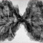 11 MK Gaurishankar 42.9mm 7.36gm - Inverse xray