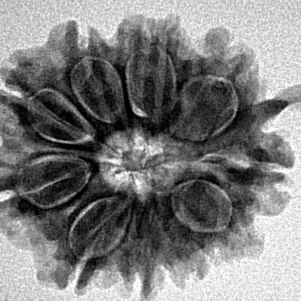 10 Mukhi Ganesh 23.9mm 3.84gm - Inverse xray