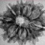 9 Mukhi Rudraksha 26.4mm 2.77gm - Inverse xray