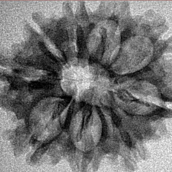 9 Mukhi Rudraksha 26.4mm 2.77gm - Inverse xray