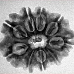 9 Mukhi Rudraksha 26.7mm 4.31gm - Inverse xray