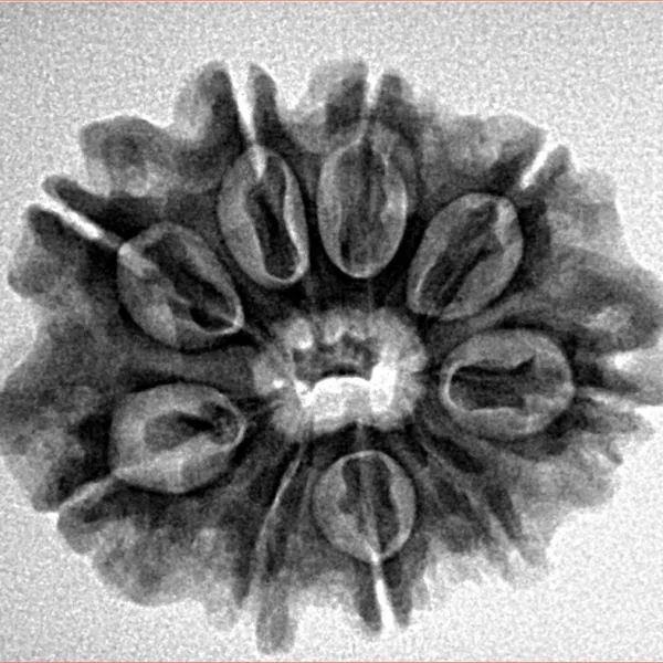 9 Mukhi Rudraksha 26.7mm 4.31gm - Inverse xray