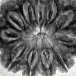 11 Mukhi Rudraksha 33.4mm 8.21gm - Inverse xray