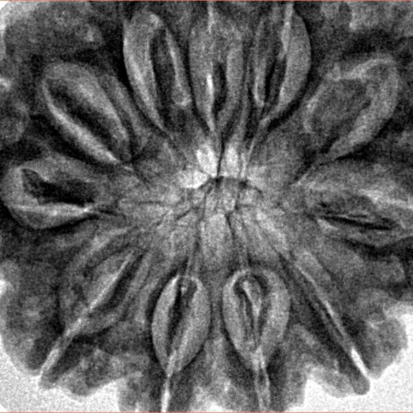 11 Mukhi Rudraksha 33.4mm 8.21gm - Inverse xray