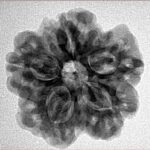 1MK(Underdeveloped) 24.2mm 4.51gm - Inverse xray