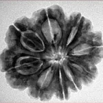 9 Mukhi Rudraksha 26mm 5gm - Origin: Nepal - Inverse xray