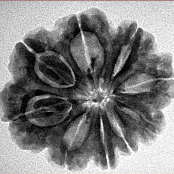 9 Mukhi Rudraksha 26mm 5gm - Origin: Nepal - Inverse xray