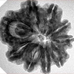 9 Mukhi Rudraksha 26.2mm 5gm - Inverse xray