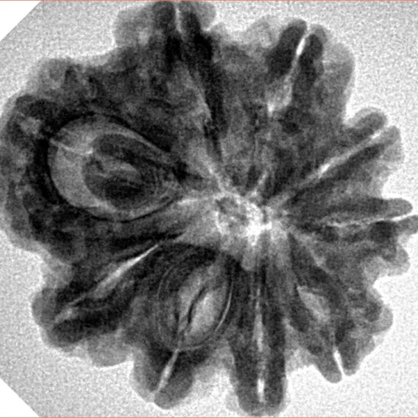 9 Mukhi Rudraksha 26.2mm 5gm - Inverse xray