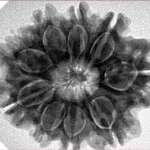 9 Mukhi Rudraksha 28.2mm 6.09gm - Inverse xray