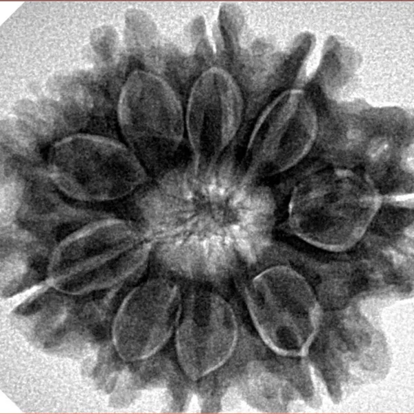 9 Mukhi Rudraksha 28.2mm 6.09gm - Inverse xray