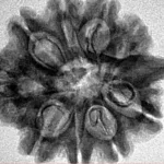 9 Mukhi Ganesh 26.5mm 4.44gm - Inverse xray