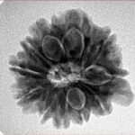 11 Mukhi Ganesh 22.4mm 4gm - Inverse xray