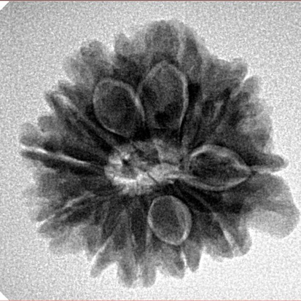 11 Mukhi Ganesh 22.4mm 4gm - Inverse xray