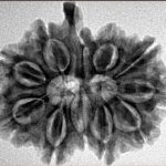 11 Mukhi Ganesh 28.1mm 4.76gm - Inverse xray