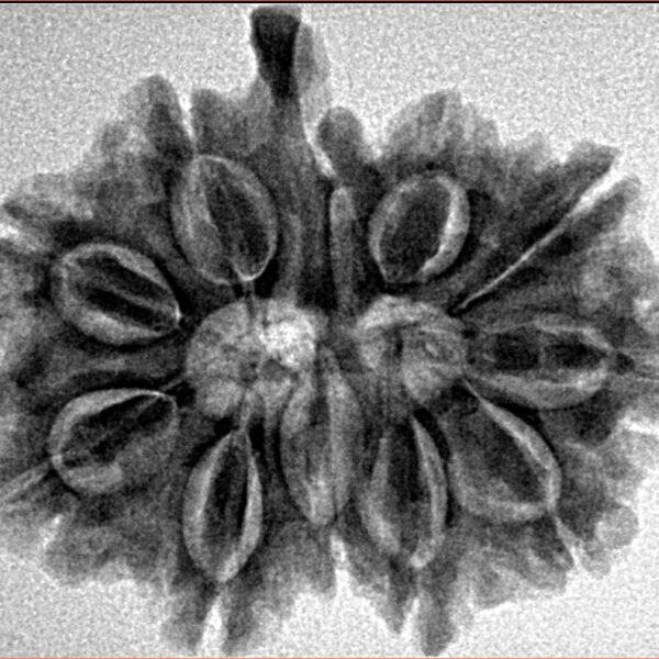 11 Mukhi Ganesh 28.1mm 4.76gm - Inverse xray