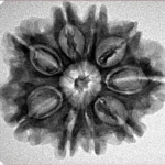 9 Mukhi Rudraksha 26.6mm 4.37gm - Inverse xray