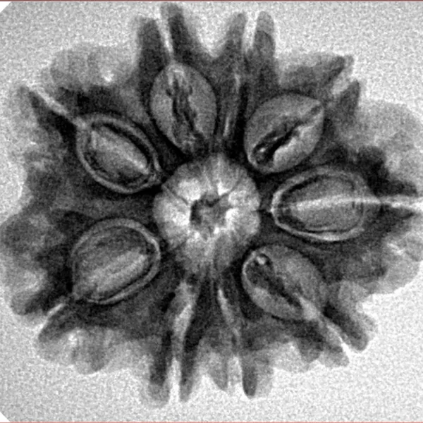 9 Mukhi Rudraksha 26.6mm 4.37gm - Inverse xray