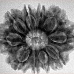 10 Mukhi Rudraksha 28mm 5.4gm - Inverse xray