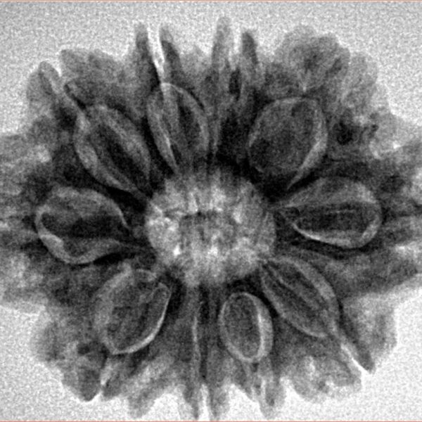 10 Mukhi Rudraksha 28mm 5.4gm - Inverse xray