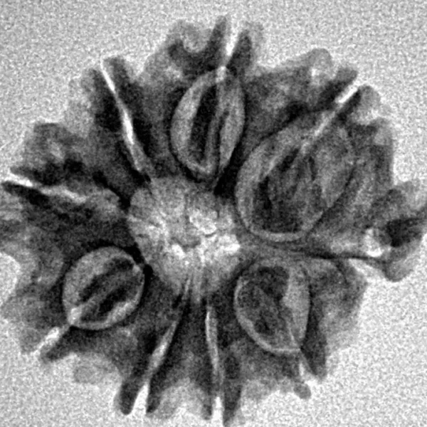 9 Mukhi Ganesh 24mm 2.89gm - Inverse xray