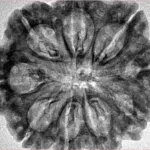 9 Mukhi Rudraksha 29.8mm 5.35gm - Inverse xray