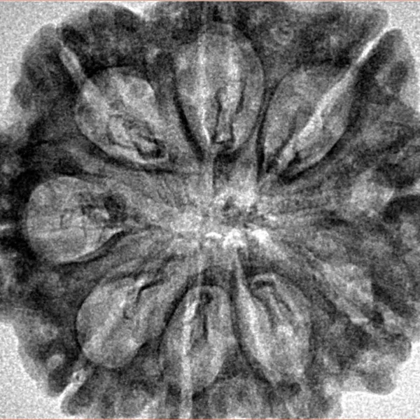 9 Mukhi Rudraksha 29.8mm 5.35gm - Inverse xray