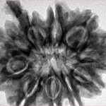 10 Mukhi Ganesh 31.2mm 7.37gm - Inverse xray