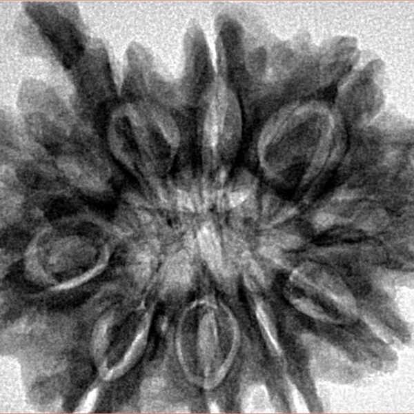 10 Mukhi Ganesh 31.2mm 7.37gm - Inverse xray