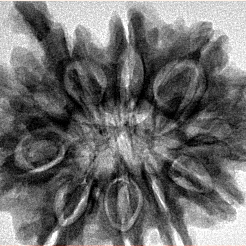 10 Mukhi Ganesh 31.2mm 7.37gm - Inverse xray